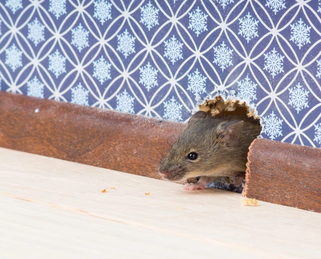 Mouse getting out of the inside of a wall