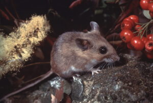 Types of Mice Found in Commercial & Industrial Buildings