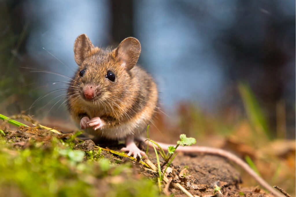 Types of Mice Found in Commercial & Industrial Buildings
