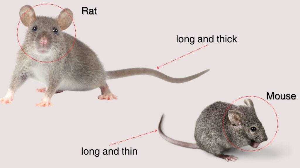 difference between rat and mouse