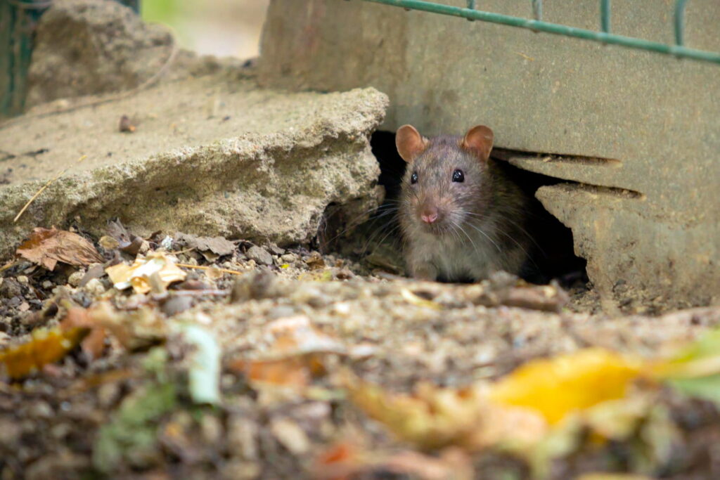 difference between rat and mouse