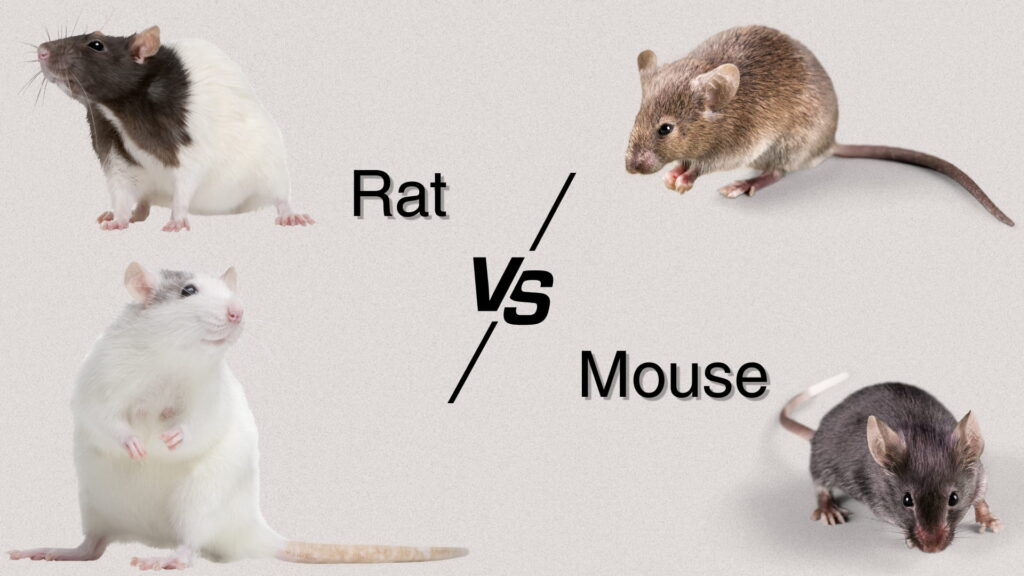 difference between rat and mouse
